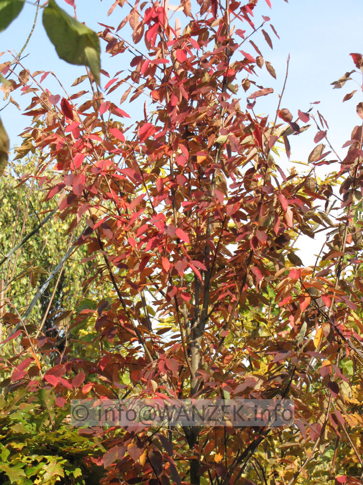 Amelanchier arborea Robin Hill - Herbst1.JPG